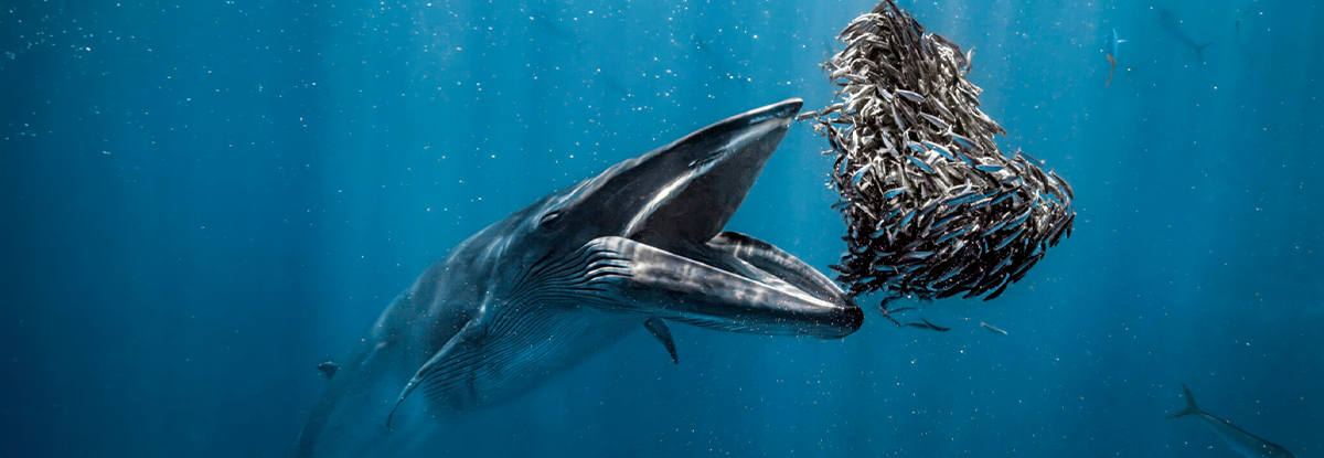 Rafael Fernández es nombrado Ocean Photographer of the Year 2024 | Mosso